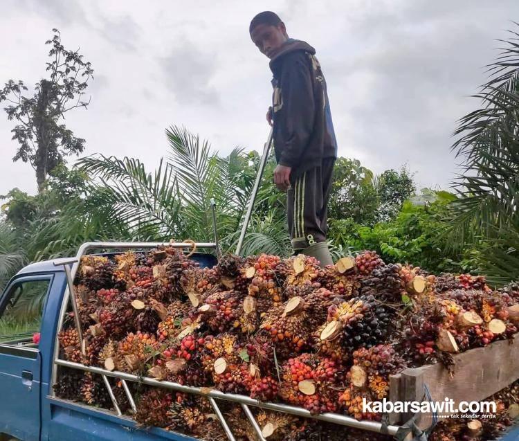 Diminta Naikkan Upah Angkut TBS, Pemilik Kebun Sawit Ngaku Masih Wajar