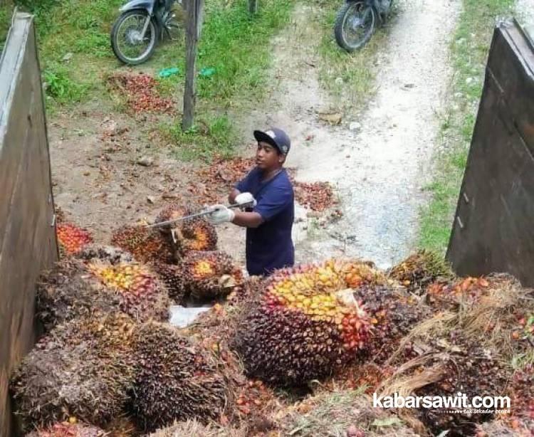 Berikut Harga TBS di Beberapa Wilayah Sentra Kelapa Sawit Pulau Sumatera 