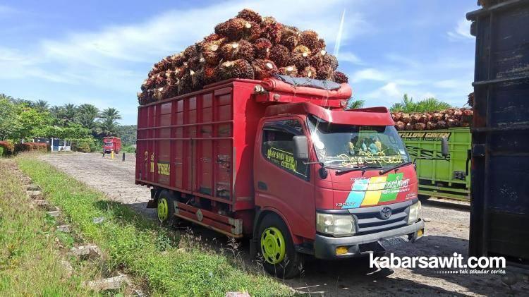 Harga TBS Turun, Toke Sawit Ini Anggap Hal Biasa!