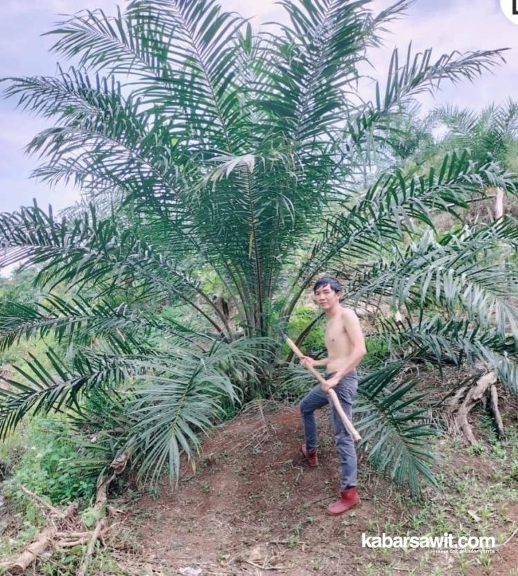 Petani Bengkulu Ini Berbagi Ilmu Atasi Pertumbuhan Buah Sawit 