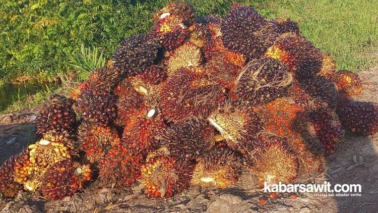 Harga Sawit Sumut Naik Tipis, Kini Dibandrol Rp2.575.17/Kg