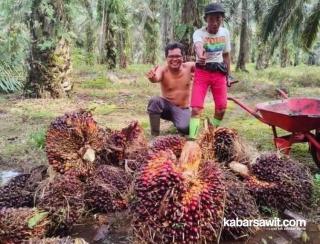 Jangan Cuma Nanam Sawit, Tapi Urus Telaten