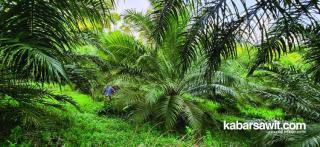 Beruntung Riau Punya Sawit