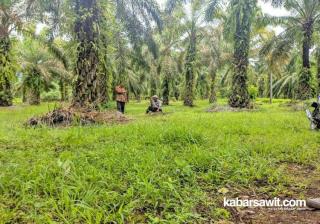 Enam Kabupaten di Bengkulu Usulkan Replanting 6.104 Hektare 