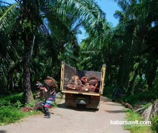 Pajak Sawit Bengkulu Ikut Topang Pendapatan Negara