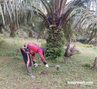 Sumantri Pilih Beli Beras Ketimbang Pupuk