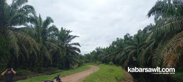 Ketika Petani Karet di Sumbar Mulai Beralih ke Tanaman Sawit