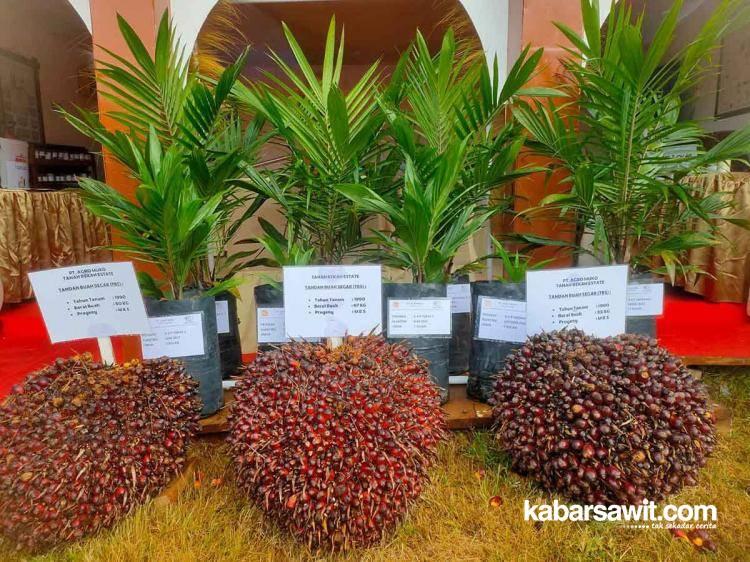 PT Agro Muko Pamerkan Buah Sawit Seberat 67 Kilogram