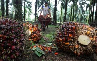 Modal Rp6 Juta, PT NMK Janjikan Kebun Plasma ke Masyarakat Kampar, Bohong Nggak Nih!