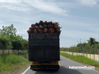 Truk TBS Sawit Mulai Taati Aturan Pemprov Bengkulu, Ini Buktinya