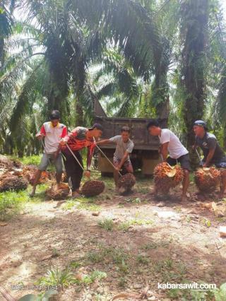 Soal Harga TBS Sawit di Sumbar, GAPKI: Rp2.000 Aja, Petani Udah Untung!