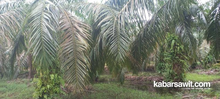 Program Replanting di Aceh Utara Terbilang Oke!