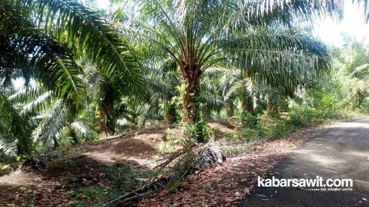 50 Hektare Kebun Sawit di Rejang Lebong Direplanting 