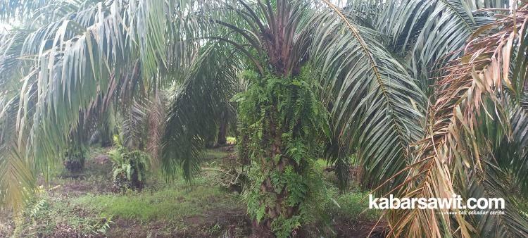 Ribuan Hektare Kebun Sawit di Jambi Siap Direplanting