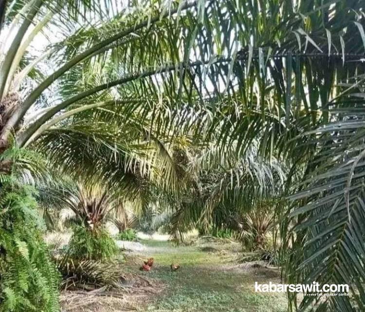 Belasan Hektare Kebun Sawit di Bentiring Dianggap Hanya Sebagai Tanaman Pelindung 