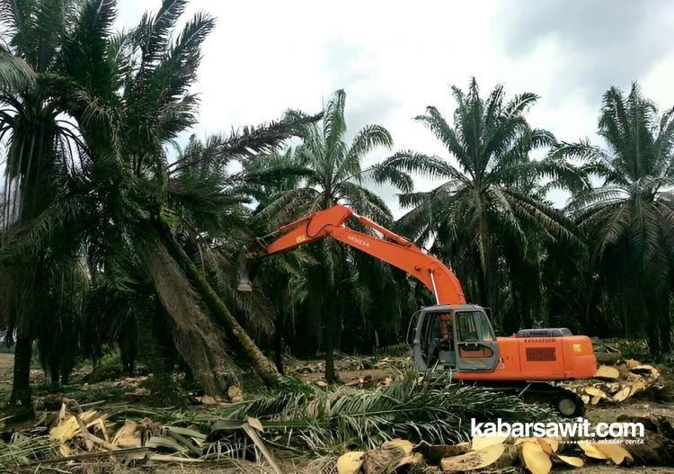 1.011 hektare Kebun Sawit di Mukomuko Bakal Diremajakan 