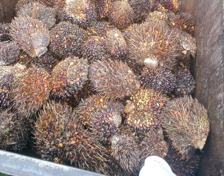 Tengkulak Keluhkan Petani Jual Sawit Mentah 