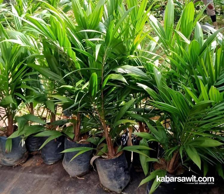 Petani di Aceh Timur Juga Dukung Kehadiran 