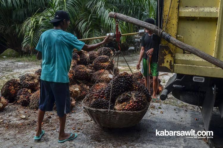 Harga Sawit Petani Swadaya di Sumut Rp2.460/Kg