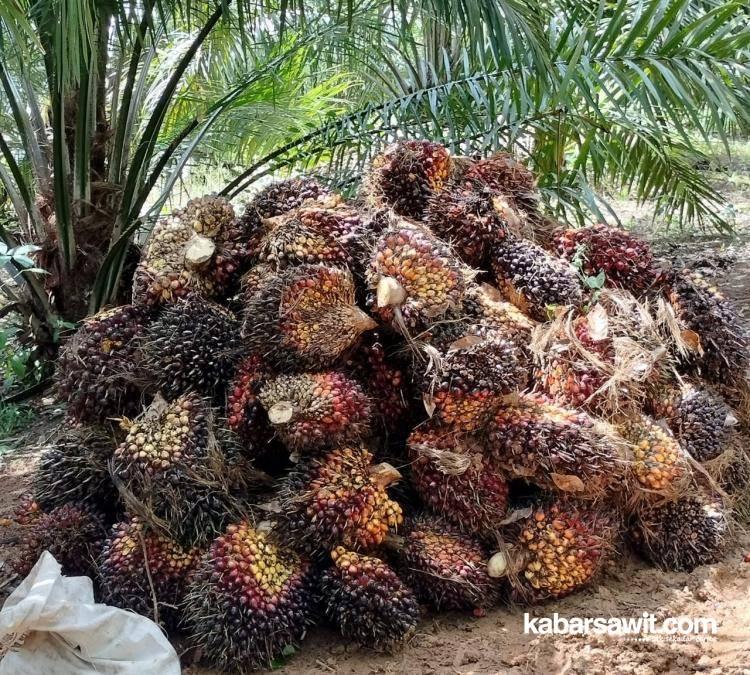 Harga TBS Petani Sawit Mitra di Kaltim Terus Meroket, Kini Rp2.490,52/Kg