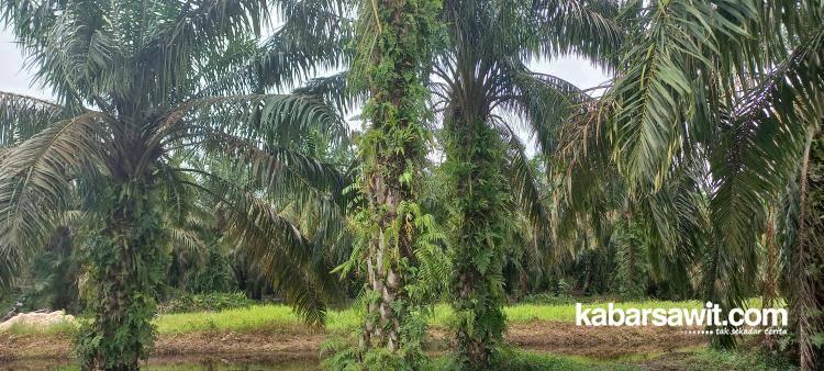 Akhirnya, Kebun Sawit Kelompok Tani MMS Direplanting 