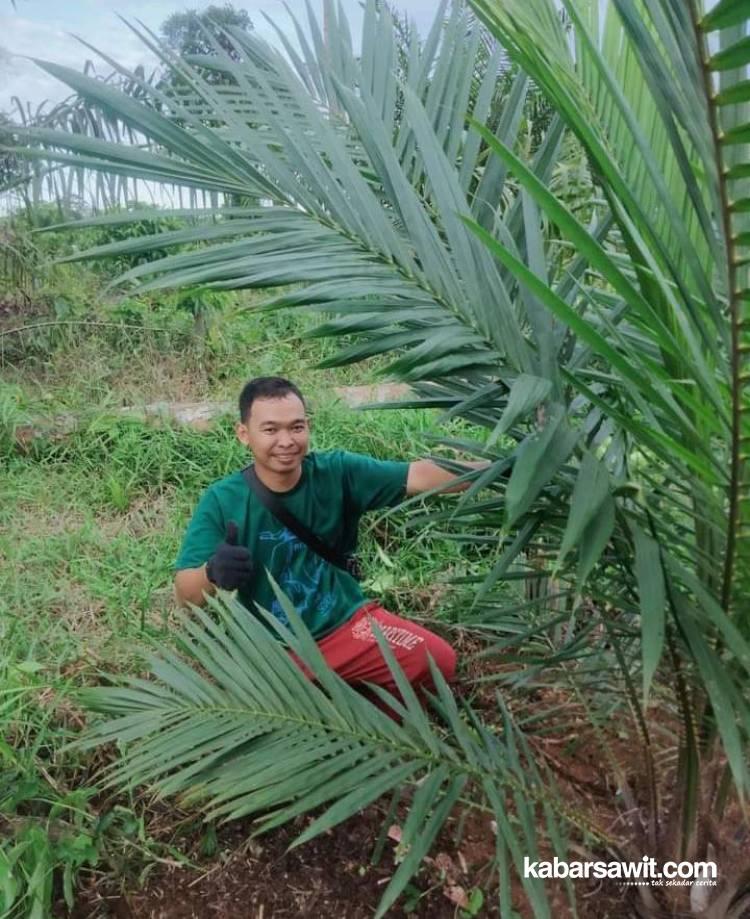 Menginspirasi, Pak Guru di Rejang Lebong Tanam Sayuran di Kebun Sawit