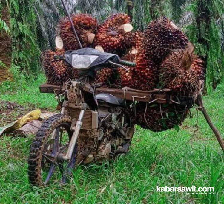 Jelang Lebaran, Harga Sawit di Bengkulu Rp2.000/Kg