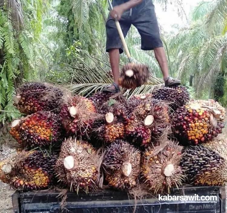 Harga Sawit di Mukomuko Terendah Dalam Tiga Bulan Terakhir