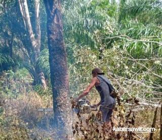 Harga Tak Menentu, Petani di Mukomuko Ramai-ramai Tebang Pohon Karet