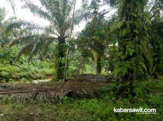 APKASINDO Dukung Target Replanting 5.000 Hektare Kebun Sawit Rakyat di Papua Barat 