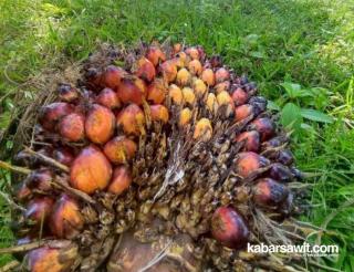 Harga Sawit di Sumsel Merosot Jadi Rp2.641,07/Kg