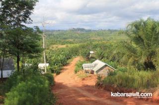 Kebun Sawit Buka Daerah Terisolir