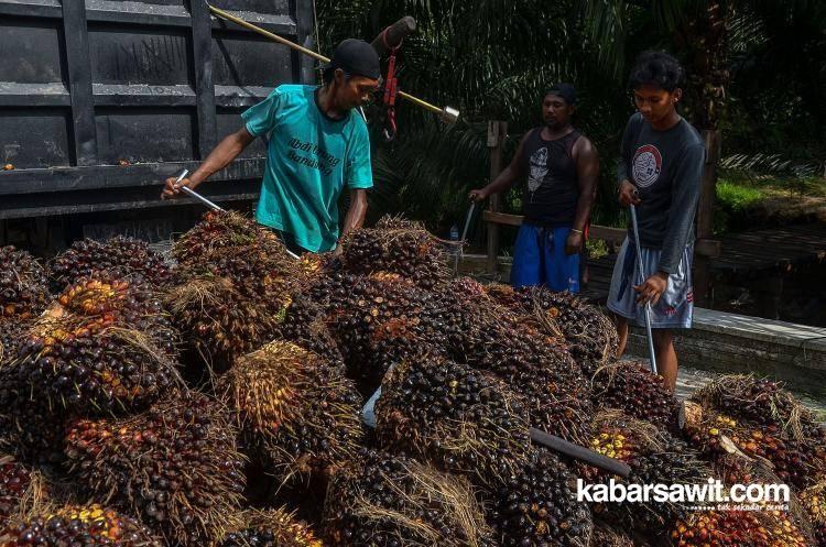 Harga Sawit Petani Swadaya di Kalbar Sudah Membaik, tapi...