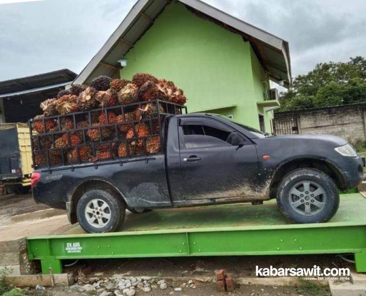 Harga Sawit di Banten Masih Ditentukan Korporasi 