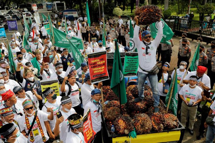 Analogikan Nasib Anak Petani Sawit saat Ini, Formasi: Sudah Jatuh, Ketimpa Tangga Lagi! 