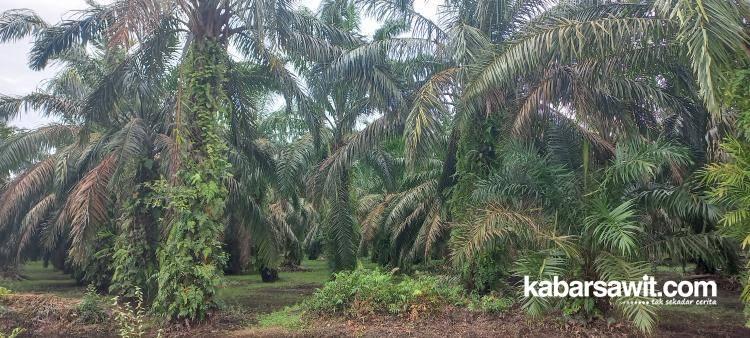 Bangka Belitung Bakal Tingkatkan PSR