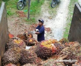 Bergaji Rp67 Ribu per Hari, Kehidupan BHL di Perkebunan Sawit Masih Jauh dari Kata Sejahtera 