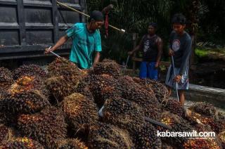 Jelang Pertengahan Tahun, Persoalan Petani Sawit di Jambi Tak Ada Habisnya, Ini Buktinya  