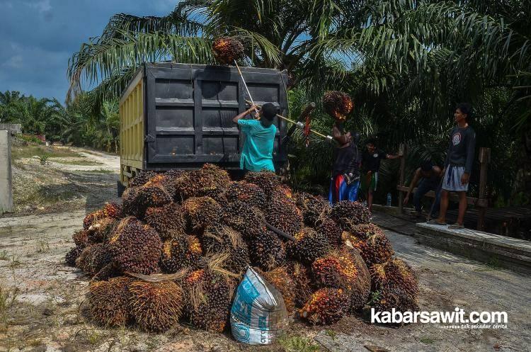 Harga Sawit Petani Swadaya di Sumut Lebih Tinggi Ketimbang Penetapan Disbun