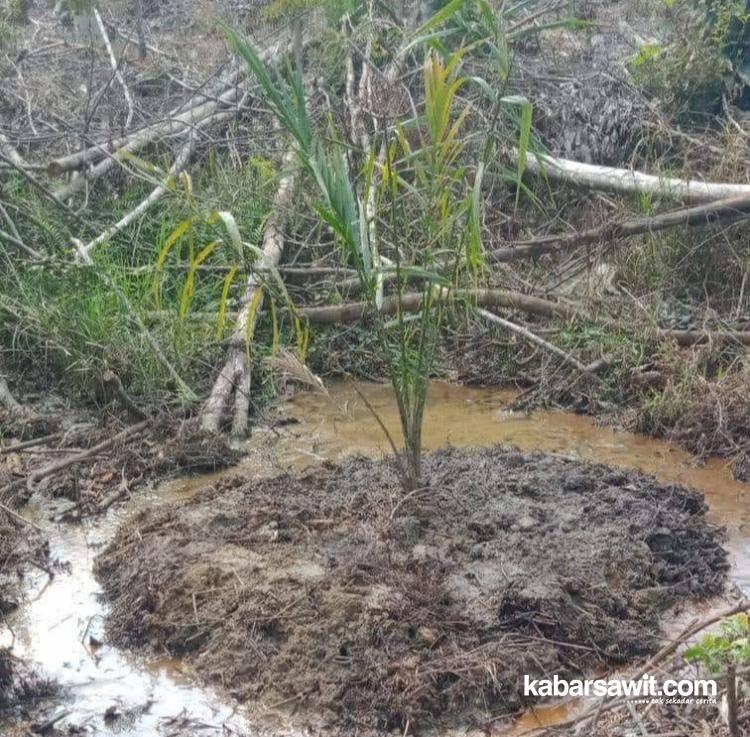 Petani Diminta Pahami Risiko Menanam Sawit di Lahan Rawa