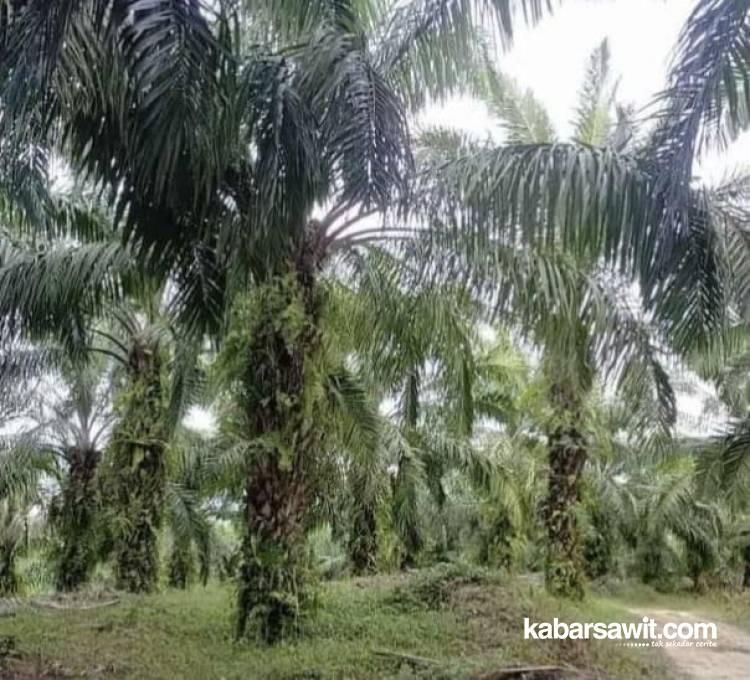 Tetaplah Rawat Kebun Meski Harga Sawit Rendah! 