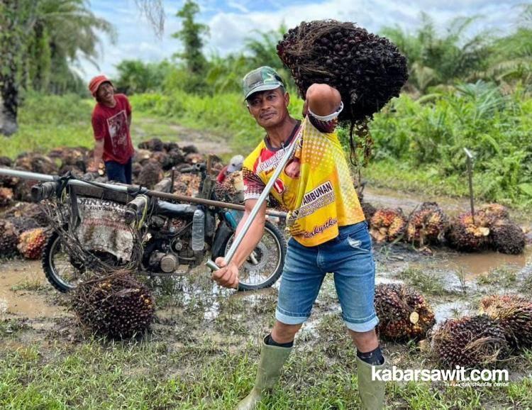 Pemprov Riau Tetapkan Harga Sawit untuk Petani Swadaya, Aspek-PIR Bilang Begini