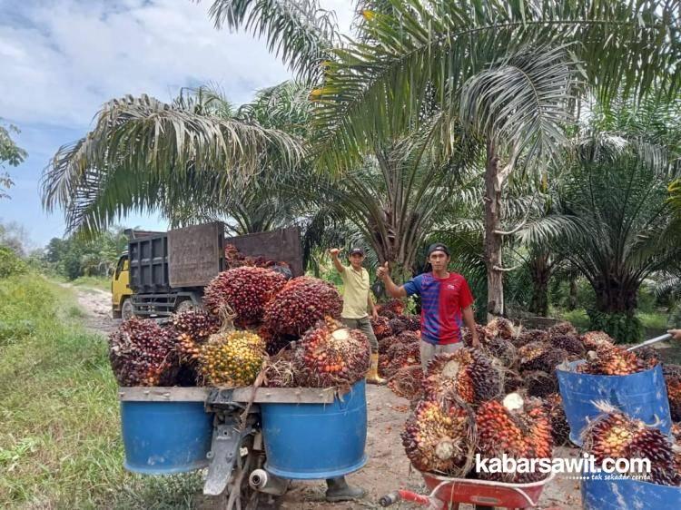 Harga Sawit di Bengkulu Lebih Rendah Ketimbang Daerah Lain, Cek Faktanya Disini!