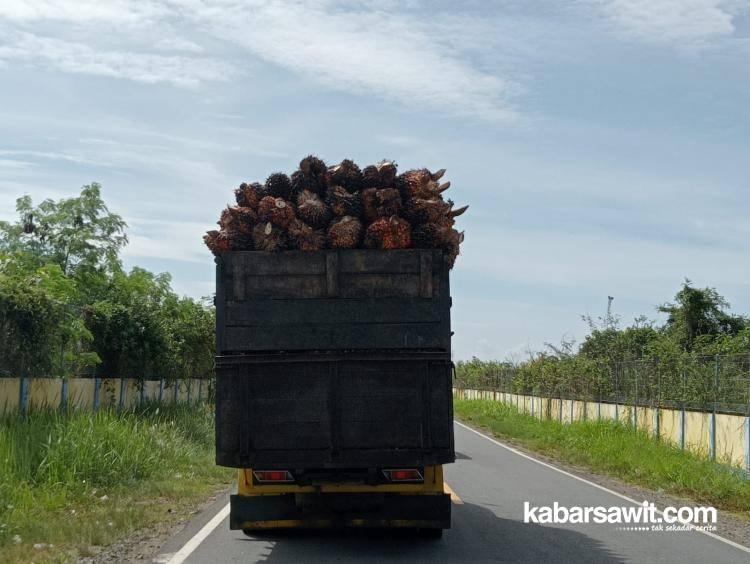 Petani Plasma di Rohul Kecewa Harga Sawit Ditekan Pabrik 