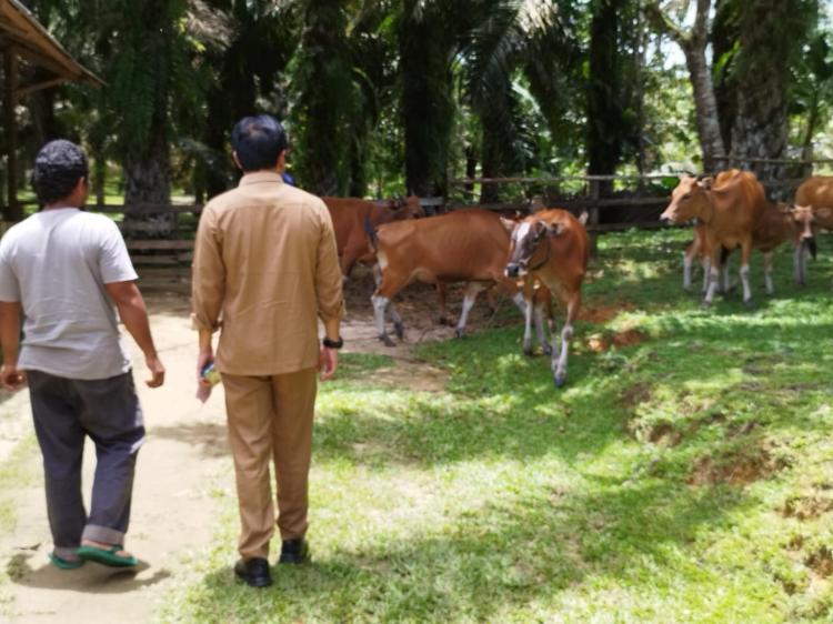 Program Siska Dongkrak Perekonomian Petani Sawit 