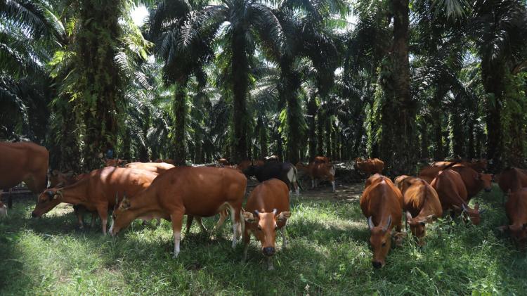 Riau Jadi Target 