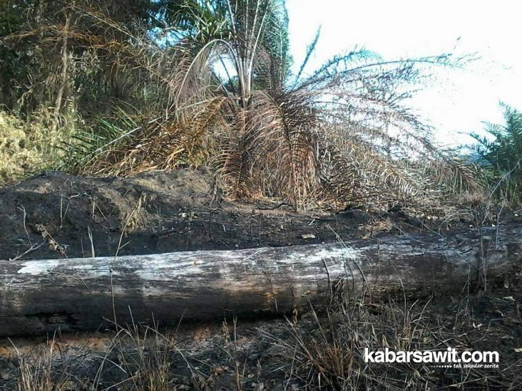 Ingatkan Petani Sawit soal Bahaya Karhutla 