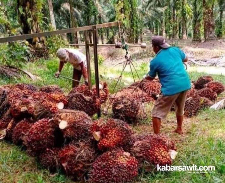 Petani Keluhkan Manipulasi Timbangan di Pabrik Sawit