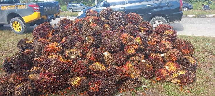 Soal Penetapan Harga TBS Swadaya, Petani Sawit di Sumbar Berencana Belajar ke Riau