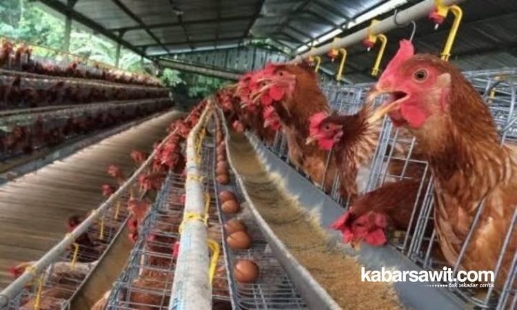 Petani Sawit Diminta Budidaya Ayam Petelur untuk Diversifikasi Pendapatan